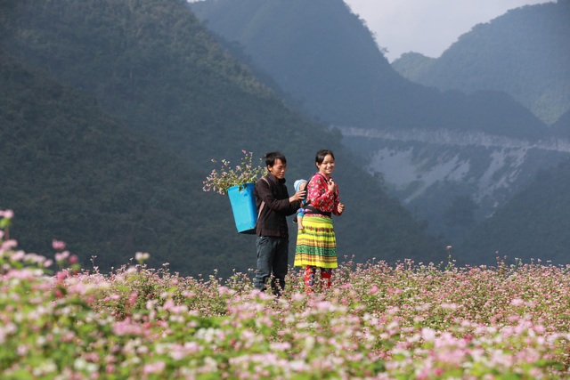 Buckwheat flower garden in Lung Tao commune